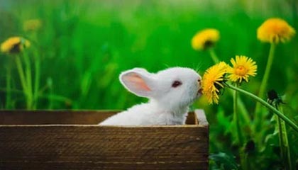 华体会hth网址-日本体操队在巴黎奥运会表现出色，获得多枚奖牌，日本体操冠军落地