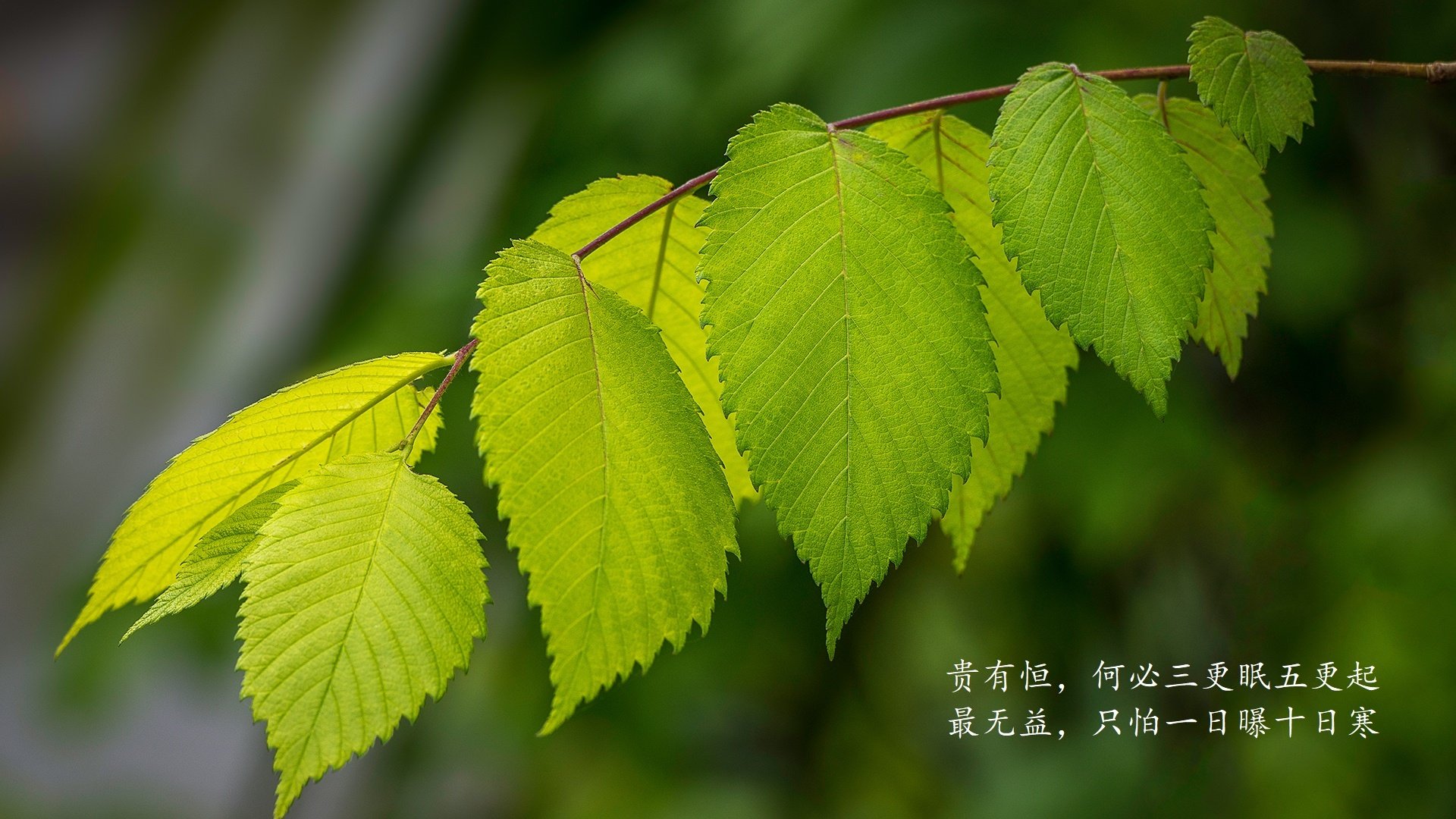 乌拉圭男篮在南美锦标赛中再获佳绩，体育影响力持续扩大！，乌拉圭男篮国家队阵容