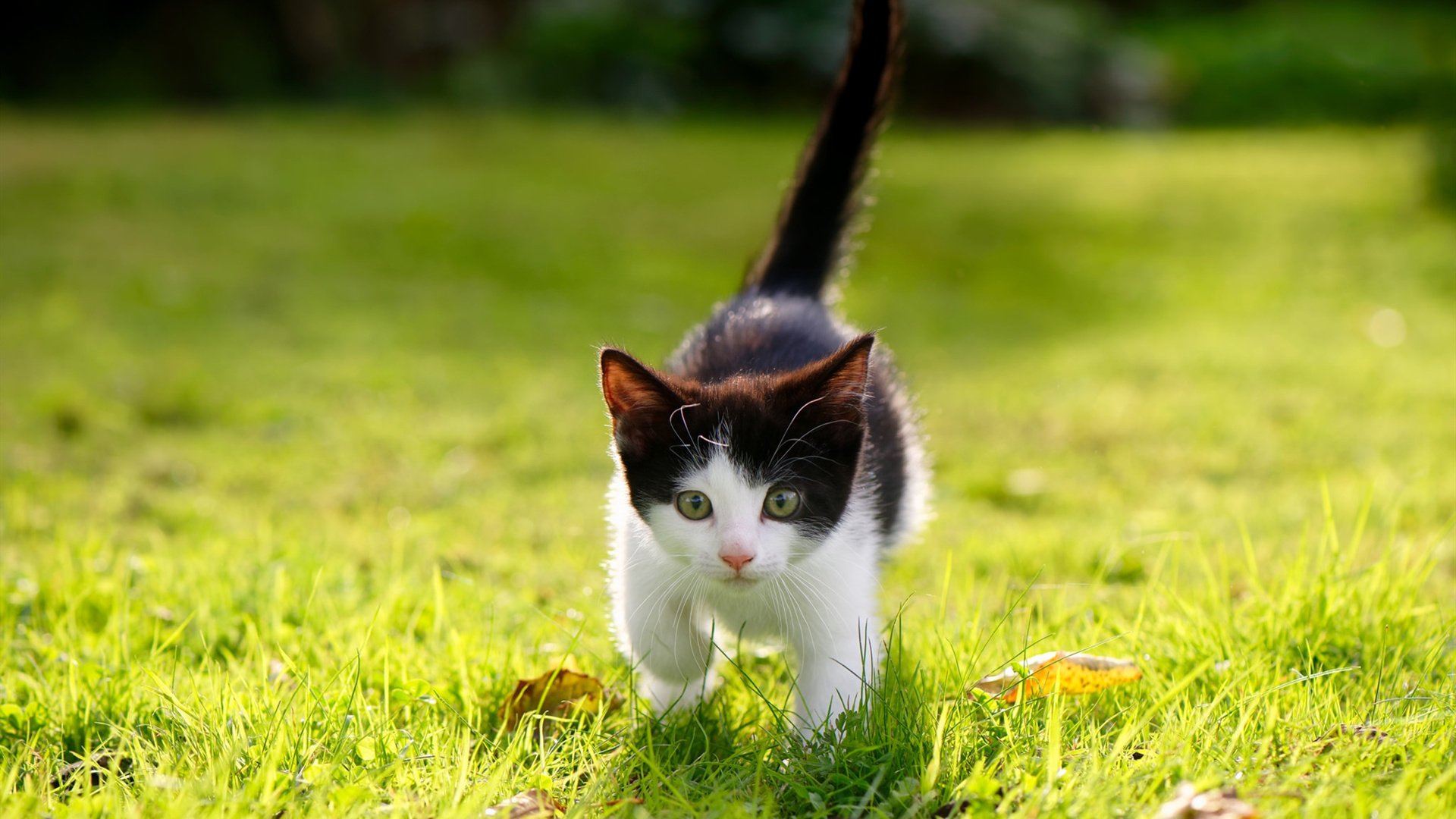 退役球星开设训练频道线上直播日常带动青少年训练热情,各大球星退役视频